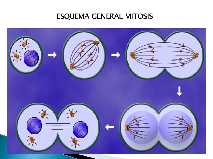 ESQUEMA GENERAL MITOSIS 
