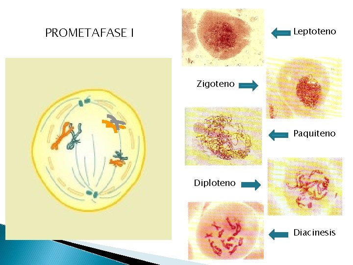 PROMETAFASE I Leptoteno Zigoteno Paquiteno Diploteno Diacinesis 