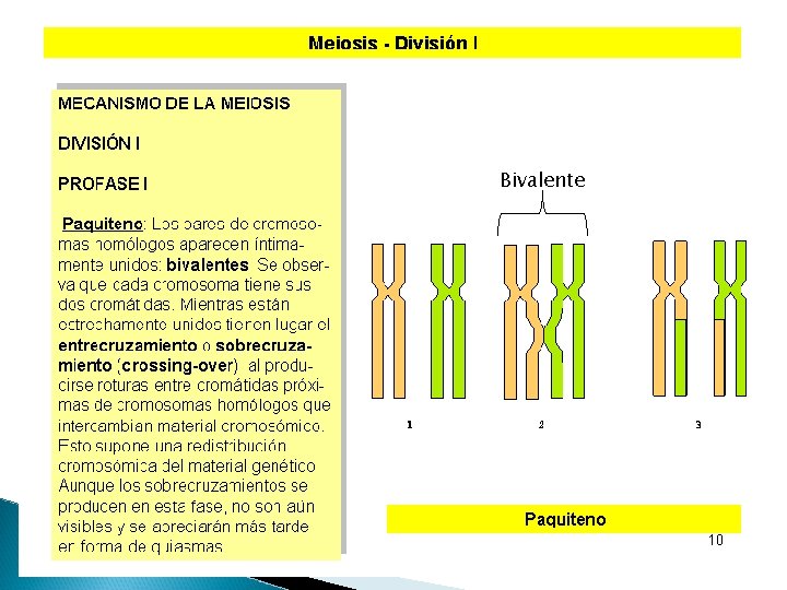 Bivalente 