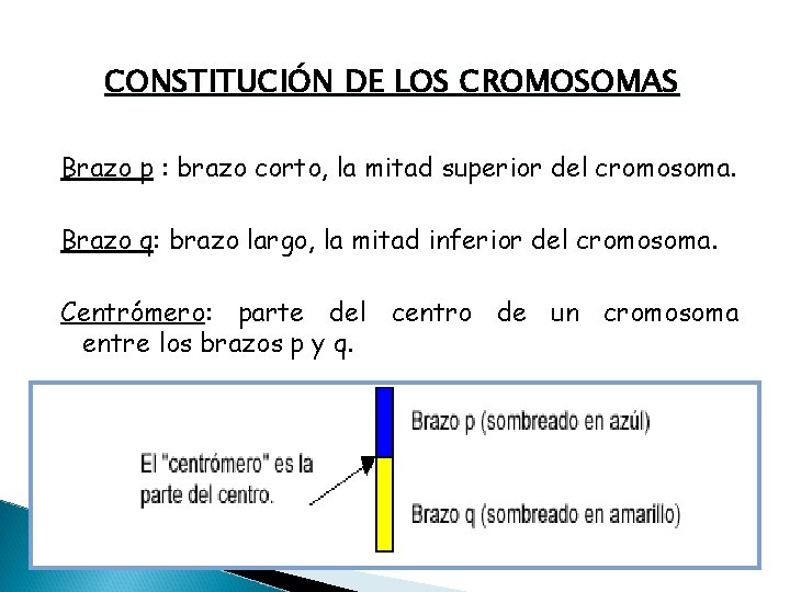 CONSTITUCIÓN DE LOS CROMOSOMAS Brazo p : brazo corto, la mitad superior del cromosoma.