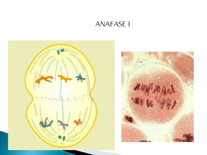 ANAFASE I 