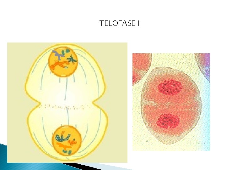 TELOFASE I 