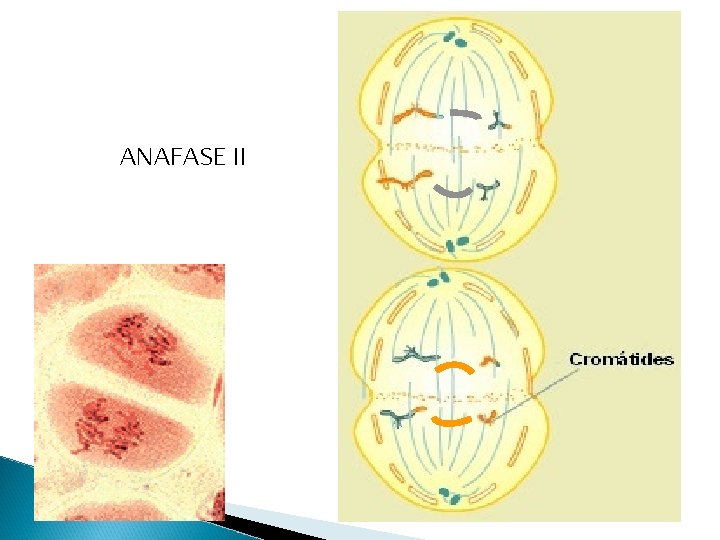 ANAFASE II 