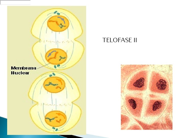 TELOFASE II 