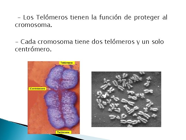 - Los Telómeros tienen la función de proteger al cromosoma. - Cada cromosoma tiene
