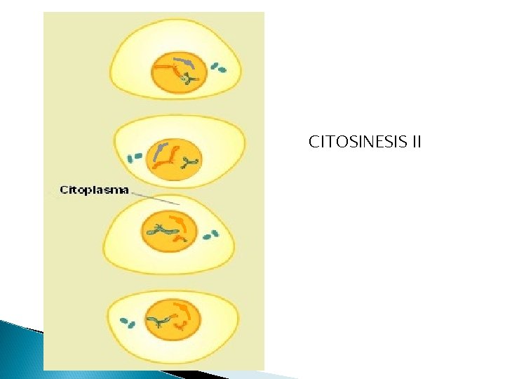CITOSINESIS II 