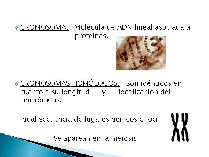 v v CROMOSOMA: Molécula de ADN lineal asociada a proteínas. CROMOSOMAS HOMÓLOGOS: Son idénticos