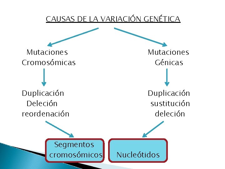 CAUSAS DE LA VARIACIÓN GENÉTICA Mutaciones Cromosómicas Mutaciones Génicas Duplicación Deleción reordenación Duplicación sustitución