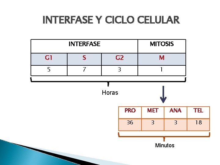 INTERFASE Y CICLO CELULAR INTERFASE MITOSIS G 1 S G 2 M 5 7