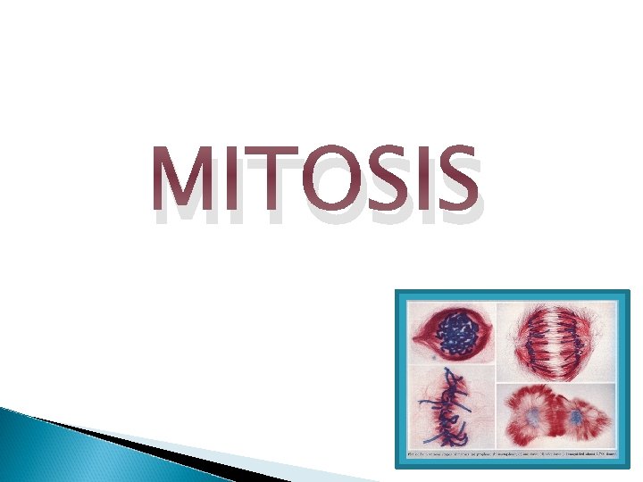 MITOSIS 