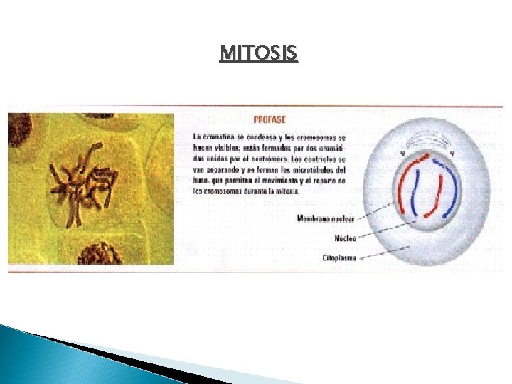 MITOSIS 