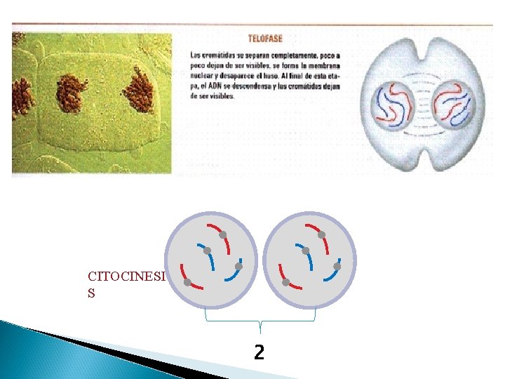 CITOCINESI S 2 