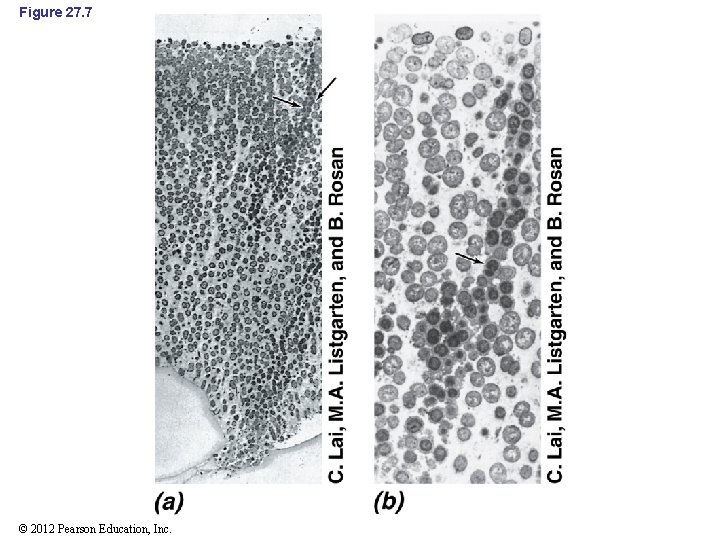 Figure 27. 7 © 2012 Pearson Education, Inc. 