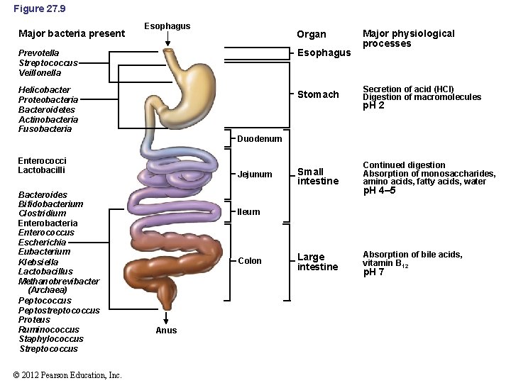 Figure 27. 9 Major bacteria present Esophagus Organ Prevotella Streptococcus Veillonella Esophagus Helicobacter Proteobacteria