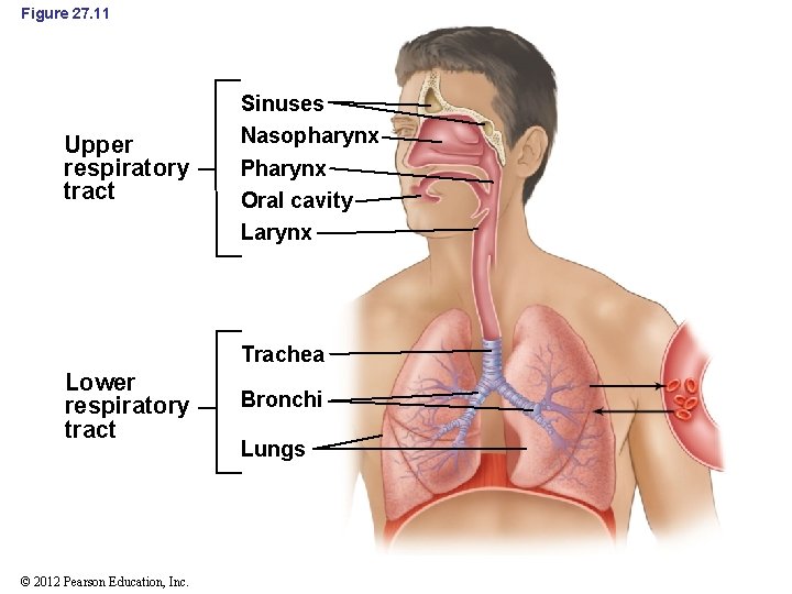 Figure 27. 11 Upper respiratory tract Sinuses Nasopharynx Pharynx Oral cavity Larynx Trachea Lower