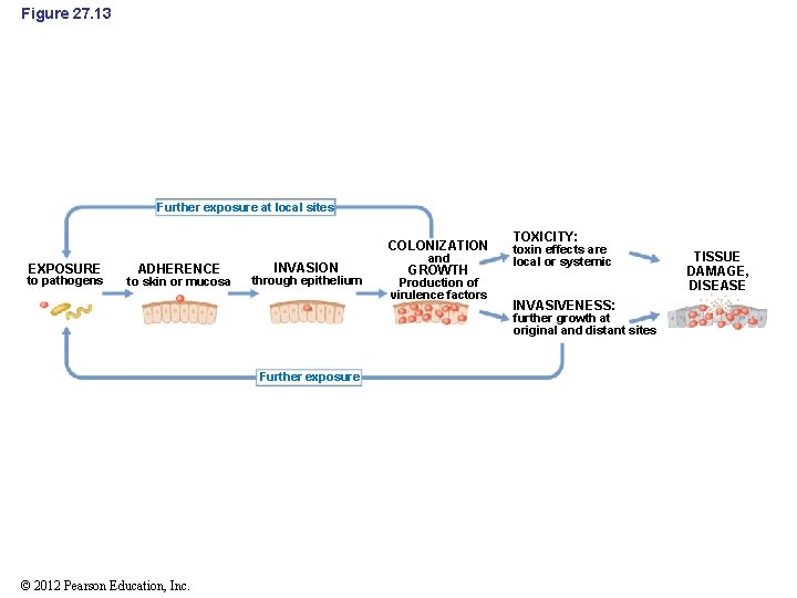 Figure 27. 13 Further exposure at local sites COLONIZATION EXPOSURE to pathogens ADHERENCE to
