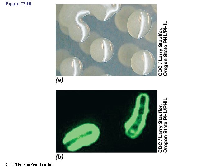 Figure 27. 16 © 2012 Pearson Education, Inc. 