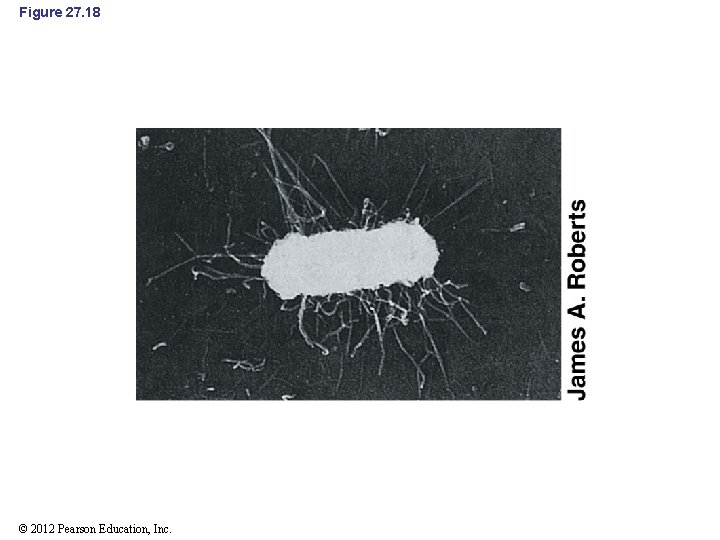 Figure 27. 18 © 2012 Pearson Education, Inc. 