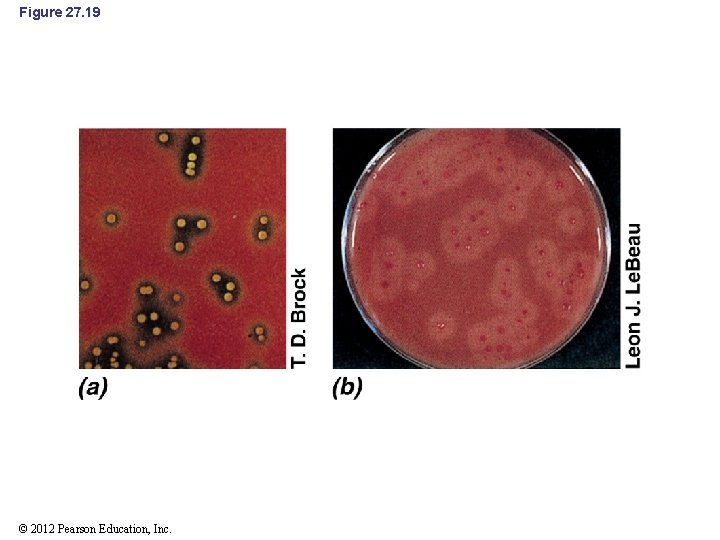 Figure 27. 19 © 2012 Pearson Education, Inc. 