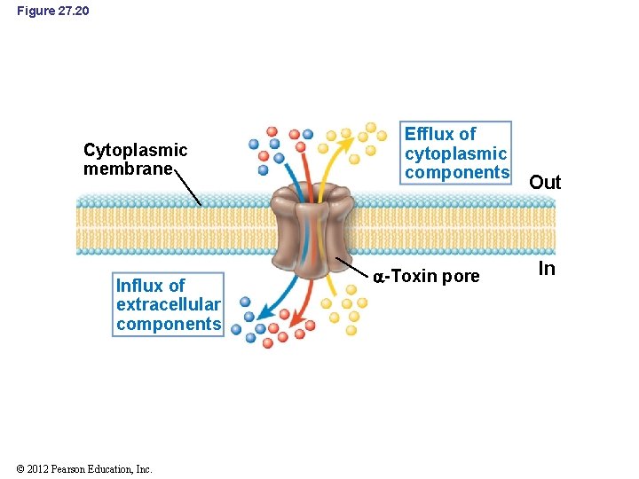 Figure 27. 20 Cytoplasmic membrane Influx of extracellular components © 2012 Pearson Education, Inc.