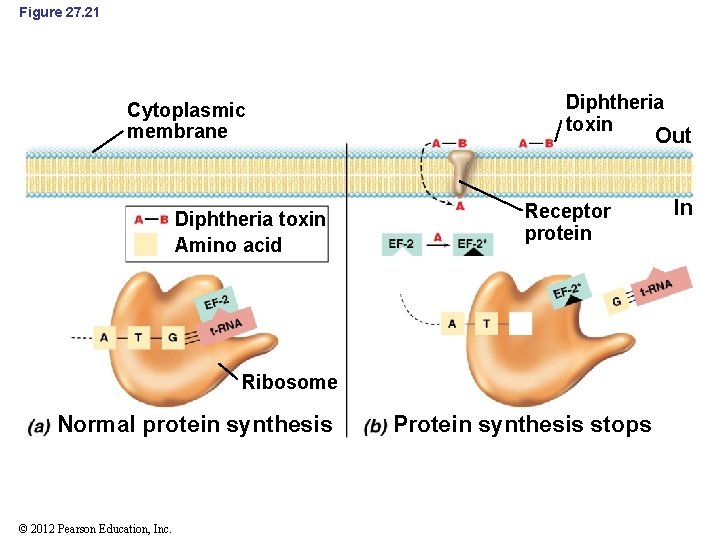 Figure 27. 21 Cytoplasmic membrane Diphtheria toxin Amino acid Diphtheria toxin Out Receptor protein