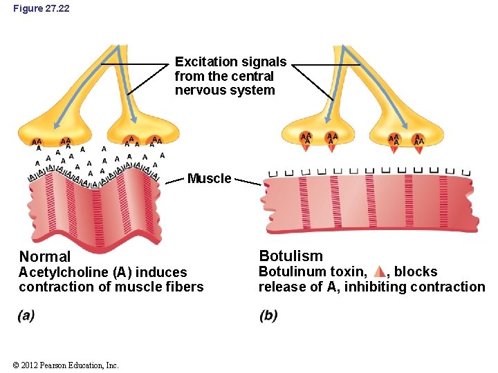 Figure 27. 22 Excitation signals from the central nervous system Muscle Normal Acetylcholine (A)