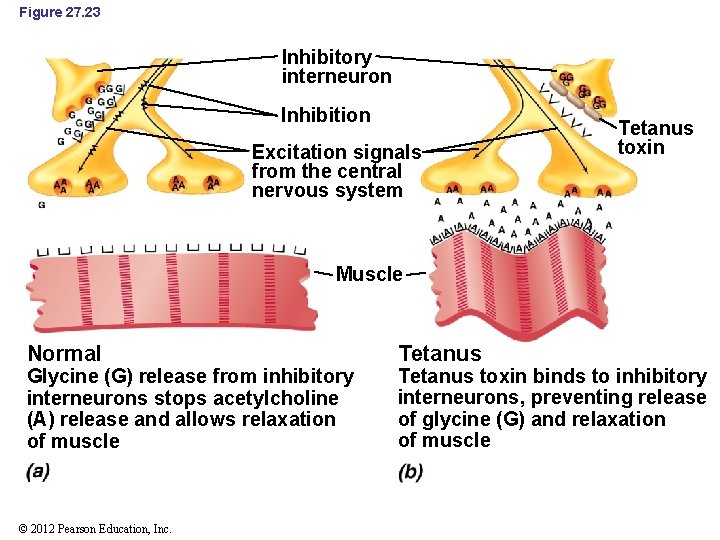 Figure 27. 23 Inhibitory interneuron Inhibition Excitation signals from the central nervous system Tetanus