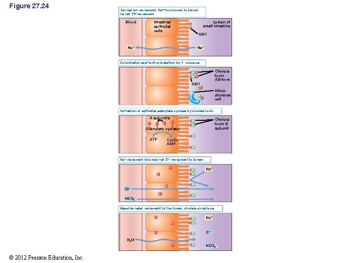 Figure 27. 24 Normal ion movement, Na from lumen to blood, no net Cl