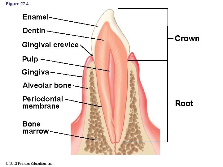 Figure 27. 4 Enamel Dentin Gingival crevice Crown Pulp Gingiva Alveolar bone Periodontal membrane
