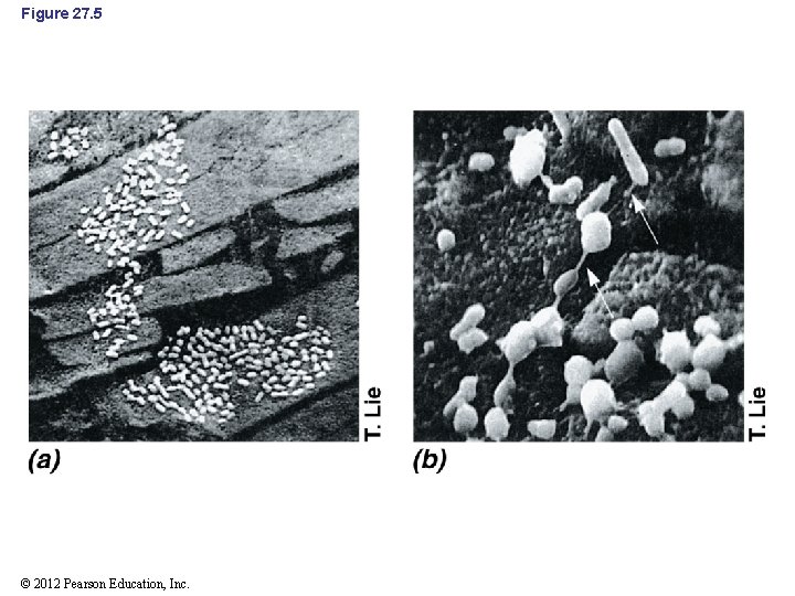 Figure 27. 5 © 2012 Pearson Education, Inc. 