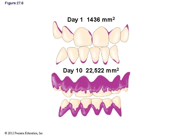 Figure 27. 6 Day 1 1436 mm 2 Day 10 22, 522 mm 2