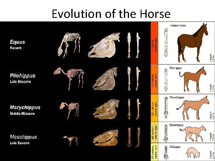 Evolution of the Horse 