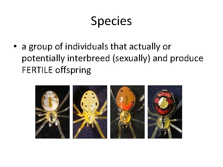 Species • a group of individuals that actually or potentially interbreed (sexually) and produce