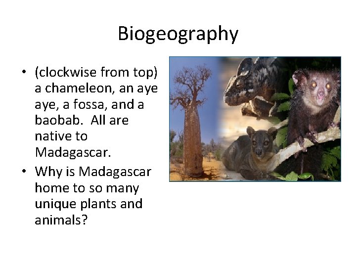 Biogeography • (clockwise from top) a chameleon, an aye, a fossa, and a baobab.