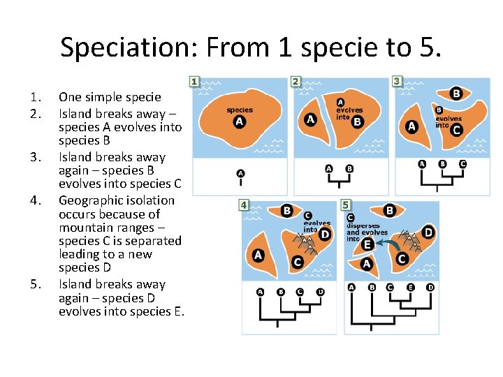 Speciation: From 1 specie to 5. 1. 2. 3. 4. 5. One simple specie