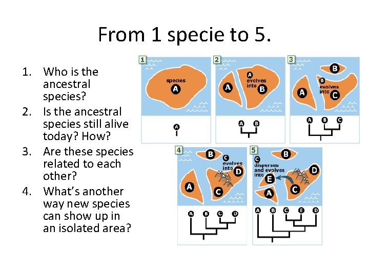 From 1 specie to 5. 1. Who is the ancestral species? 2. Is the