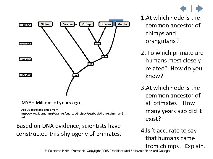 Today Gibbon Orangutan Chimp 5 MYA Human Gorilla D C 10 MYA B 15