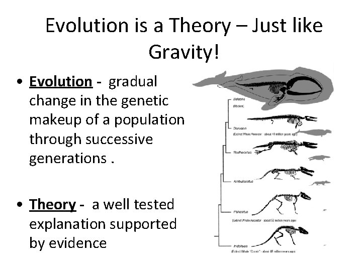 Evolution is a Theory – Just like Gravity! • Evolution - gradual change in