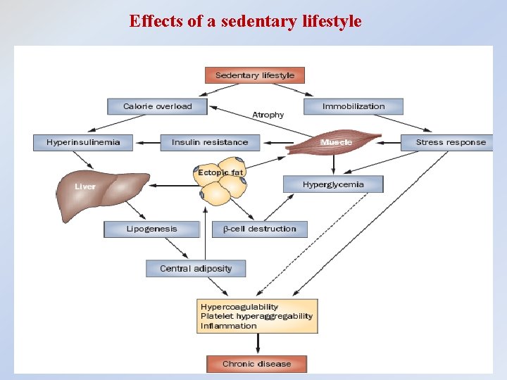 Effects of a sedentary lifestyle 