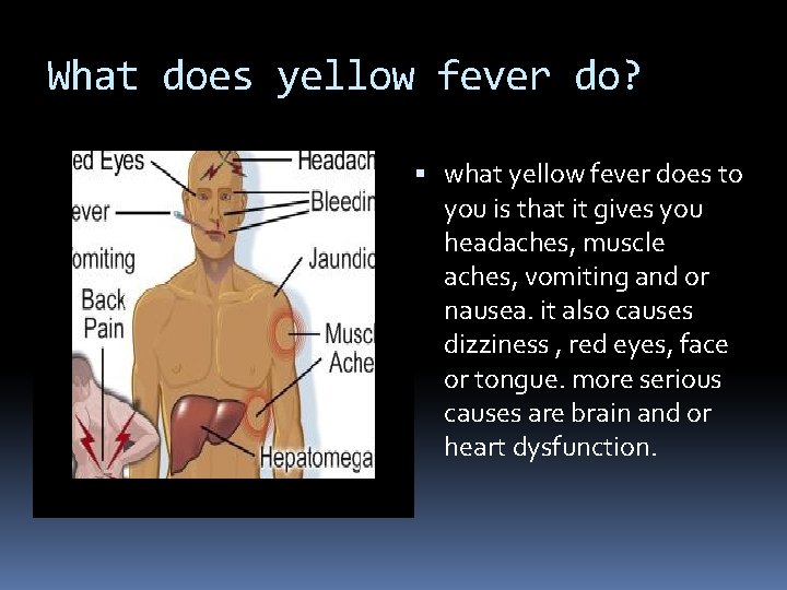 What does yellow fever do? what yellow fever does to you is that it