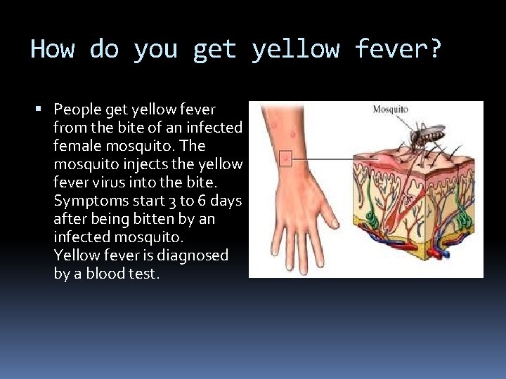 How do you get yellow fever? People get yellow fever from the bite of