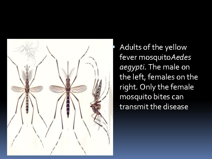  Adults of the yellow fever mosquito. Aedes aegypti. The male on the left,