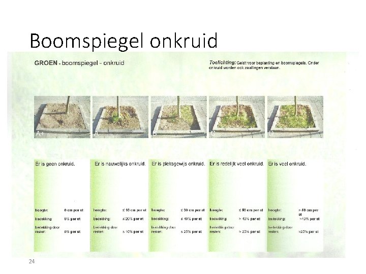 Boomspiegel onkruid 24 