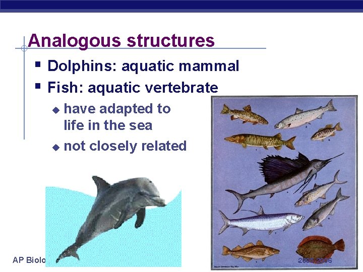 Analogous structures § Dolphins: aquatic mammal § Fish: aquatic vertebrate have adapted to life