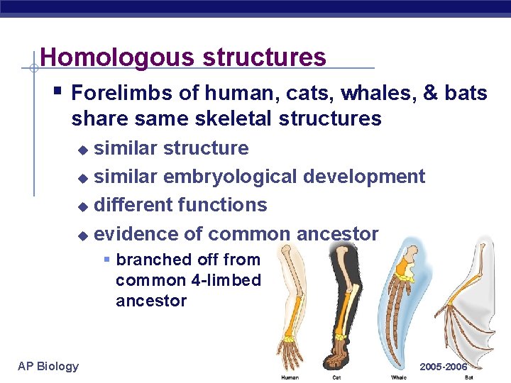 Homologous structures § Forelimbs of human, cats, whales, & bats share same skeletal structures Homologous structures § Forelimbs of human, cats, whales, & bats share same skeletal structures
