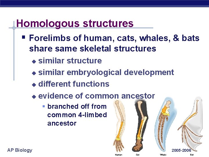 Homologous structures § Forelimbs of human, cats, whales, & bats share same skeletal structures