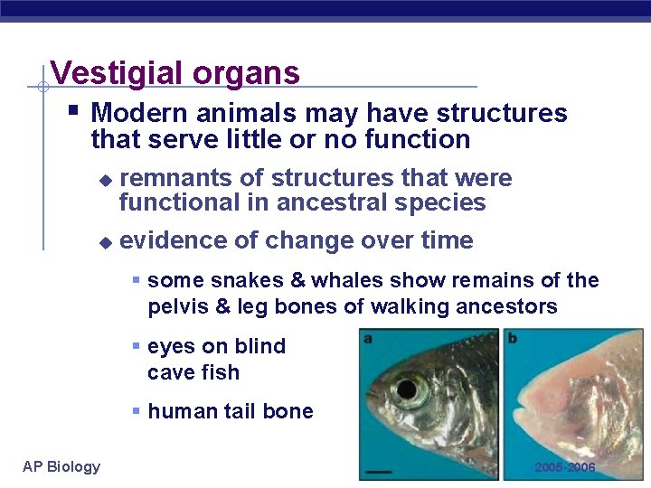 Vestigial organs § Modern animals may have structures that serve little or no function