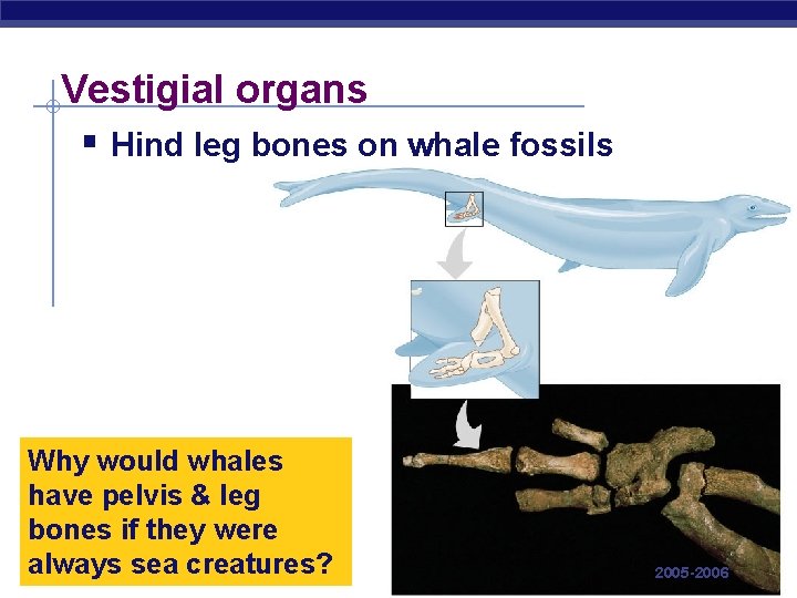 Vestigial organs § Hind leg bones on whale fossils Why would whales have pelvis