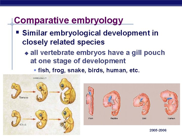 Comparative embryology § Similar embryological development in closely related species u all vertebrate embryos