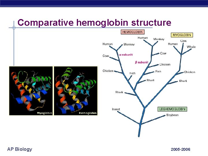 Comparative hemoglobin structure AP Biology 2005 -2006 Comparative hemoglobin structure AP Biology 2005 -2006